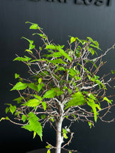 將圖片載入圖庫檢視器 日本🇯🇵欅樹Keyaki Zelkova Serrata (附上影片)
