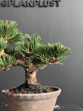 將圖片載入圖庫檢視器 日本🇯🇵黑松 千壽丸 Japanese Black Pine (附上影片)
