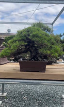 Load images into the gallery viewer Pre-order Japan🇯🇵Premium Black Pine (with video)
