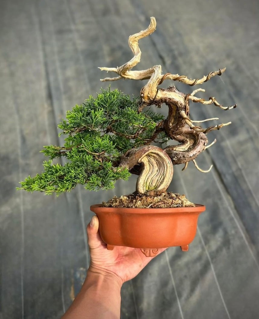 Pre-order Japan🇯🇵Japanese Itoigawa Shimpaku (video included)