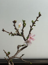 將圖片載入圖庫檢視器 日本🇯🇵🌸十月櫻🌸 Autumnalis Cherry Blossom(附上影片)
