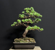 將圖片載入圖庫檢視器 預購日本🇯🇵五葉松 Japanese White Pine (附上影片)
