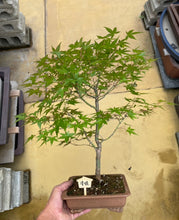 Load an image into the library viewer 日本🇯🇵紅楓 清姬モミジ Acer Palmatum (附上影片)
