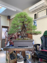 將圖片載入圖庫檢視器 預購日本🇯🇵山採 黑松 Yamadori Black Pine (附上影片)
