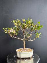 Loading images into the library viewer Japan🇯🇵Satsuki Azalea Rhododendron (video attached)
