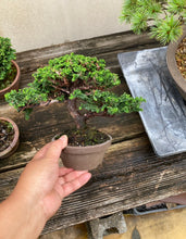 將圖片載入圖庫檢視器 預購日本🇯🇵石化檜Sekka Hinoki Cypress セッカヒノキ (附上影片)
