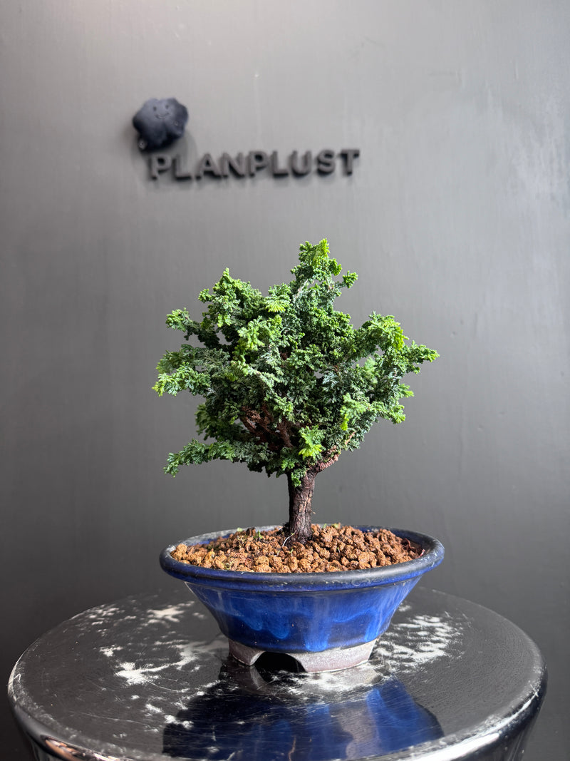 日本🇯🇵石化檜Sekka Hinoki Cypress セッカヒノキ (附上影片)