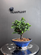 Load images into the gallery viewer 日本🇯🇵石化檜Sekka Hinoki Cypress セッカヒノキ (附上影片)
