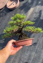 Load images into the gallery viewer 預購日本🇯🇵五葉松 Japanese White Pine (附上影片)
