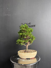 將圖片載入圖庫檢視器 日本🇯🇵津山檜Hinoki Chamaecyparis Obtusa ヒノキ (附上影片)
