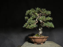 Load image into Gallery viewer, 預訂日本🇯🇵五葉松 Japanese white pine
