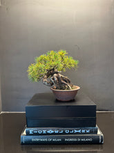 Load image into Gallery viewer, 日本🇯🇵五葉松 Japanese white pine (附上影片)
