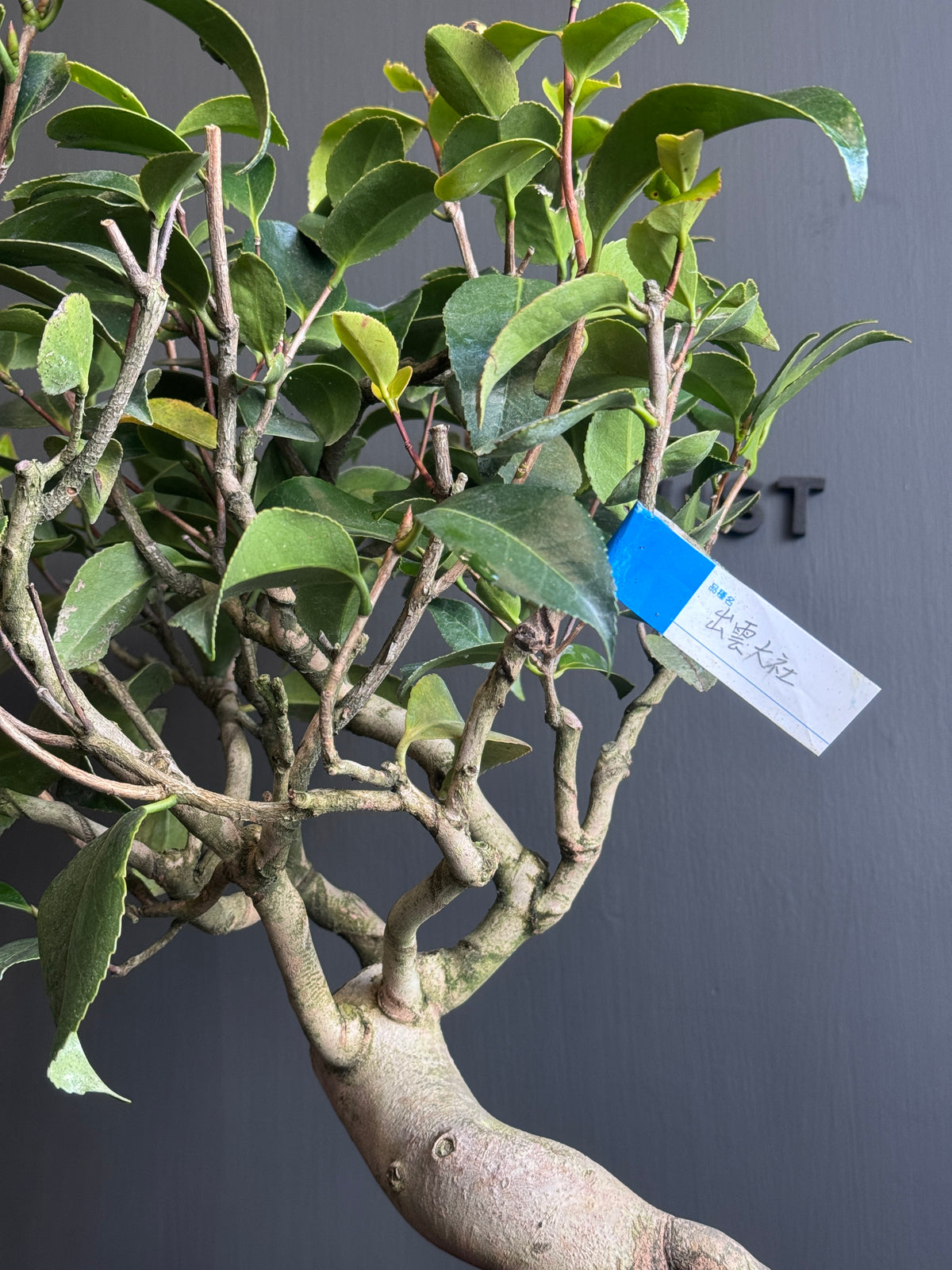 日本🇯🇵山茶花 茶梅 岀雲大社Camellia Sasanqua (附上影片)