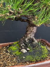 Load image into Gallery viewer, 日本🇯🇵山採太幹 黑松 Black Pine (附上影片)
