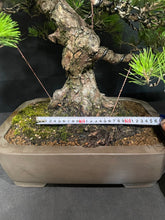 Load an image into the library viewer Pre-order Japan🇯🇵Black Pine Harvesting (Video Attached)
