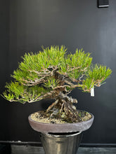 Load image into Gallery viewer, Japan🇯🇵Yamadori Black Pine (video attached)
