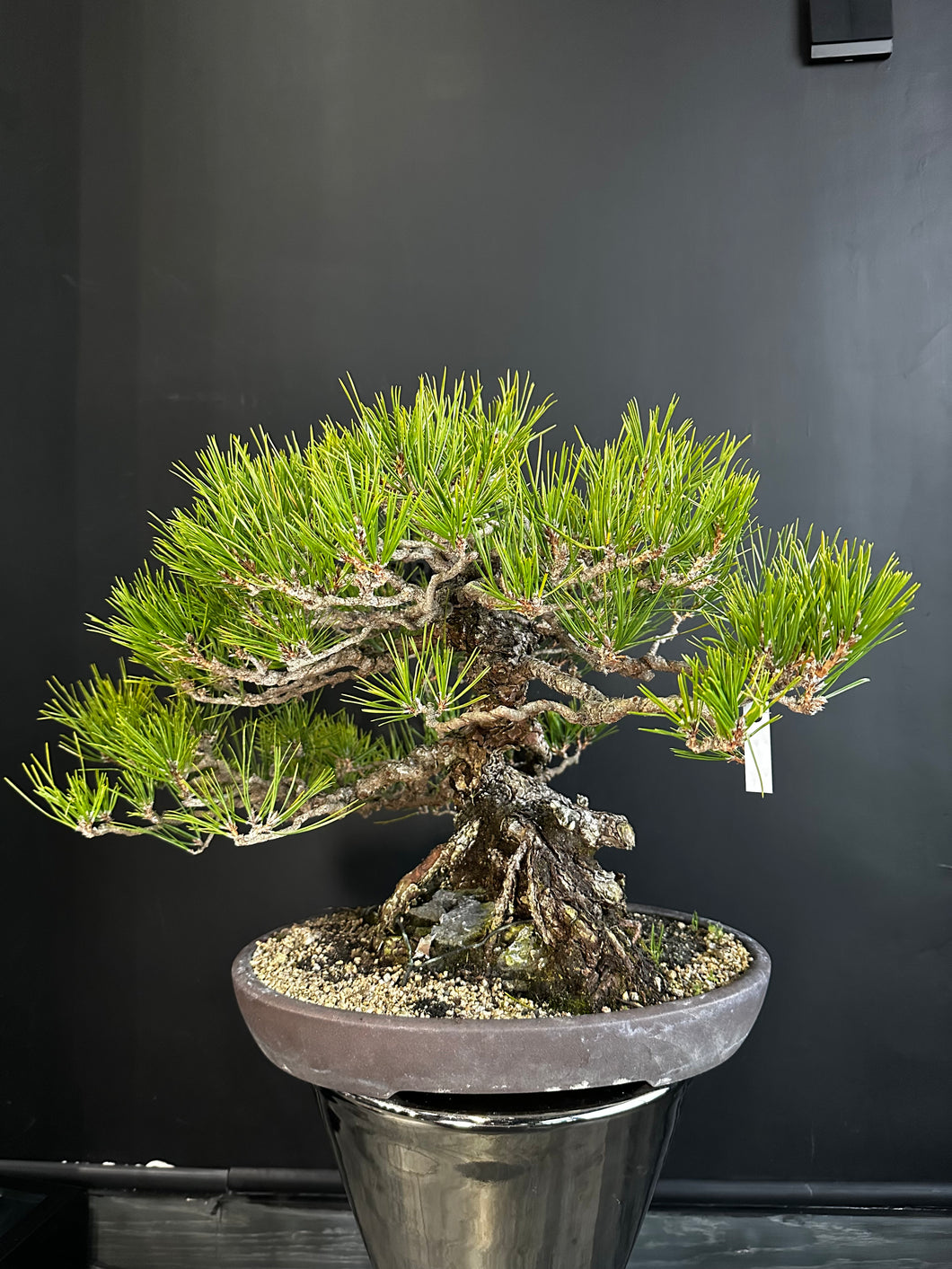 Japan🇯🇵Yamadori Black Pine (video attached)