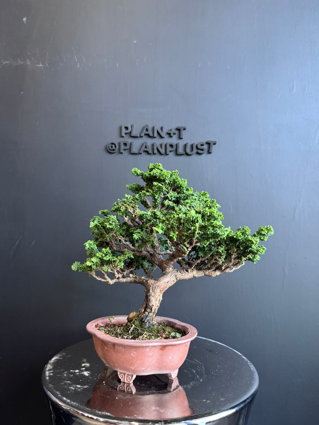 日本🇯🇵石化檜Sekka Hinoki Cypress セッカヒノキ (附上影片)