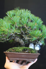 Load image into Gallery viewer, 日本🇯🇵五葉松 Japanese White Pine (附上影片)
