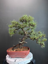 將圖片載入圖庫檢視器 日本🇯🇵黑松 Black Pine (附上影片)
