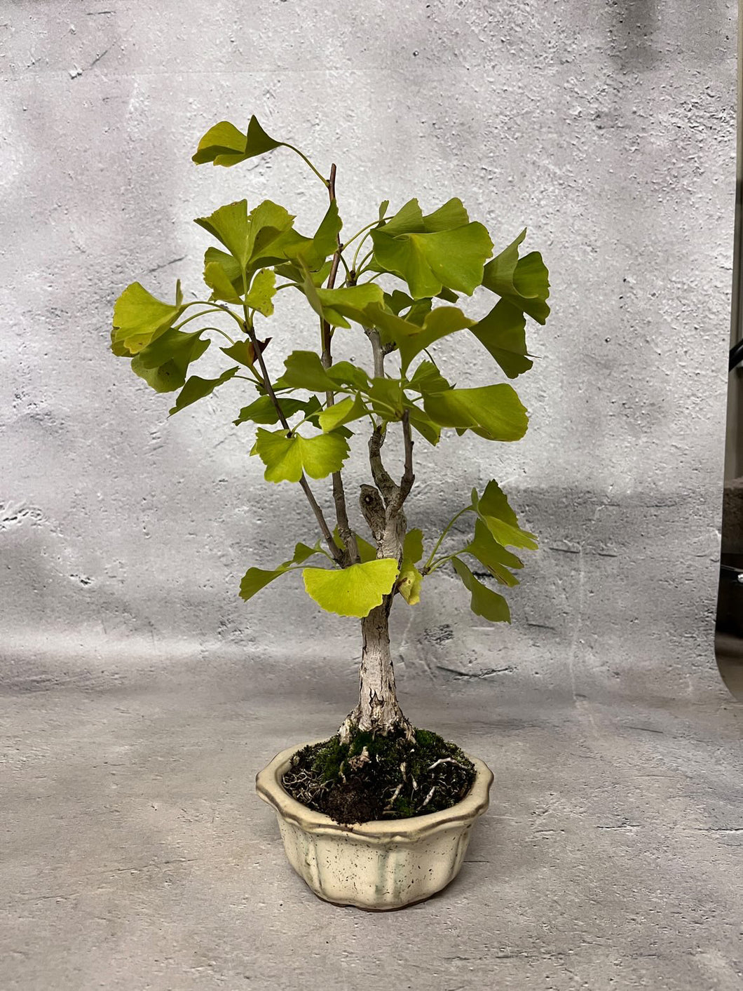 預訂日本🇯🇵銀杏Ginkgo Biloba (附上影片)