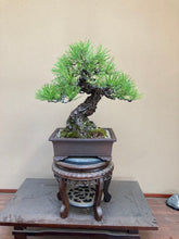 Load images into the gallery viewer 預購日本🇯🇵山採 黑松 Yamadori Black Pine (附上影片)

