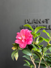 將圖片載入圖庫檢視器 日本🇯🇵山茶花 茶梅 Camellia Sasanqua (附上影片)
