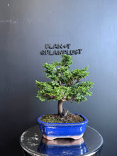 將圖片載入圖庫檢視器 日本🇯🇵津山檜Hinoki Chamaecyparis Obtusa(附上影片)
