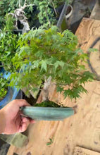 將圖片載入圖庫檢視器 預購日本🇯🇵紅葉 もみじAcer Palmatum (附上影片)
