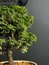 Load an image into the library viewer Japan🇯🇵Tsuyama Hinoki Chamaecyparis Obtusa (video included)
