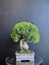 將圖片載入圖庫檢視器 日本🇯🇵四國真柏 附石 Shikoku Shimpaku Juniper (附上影片)

