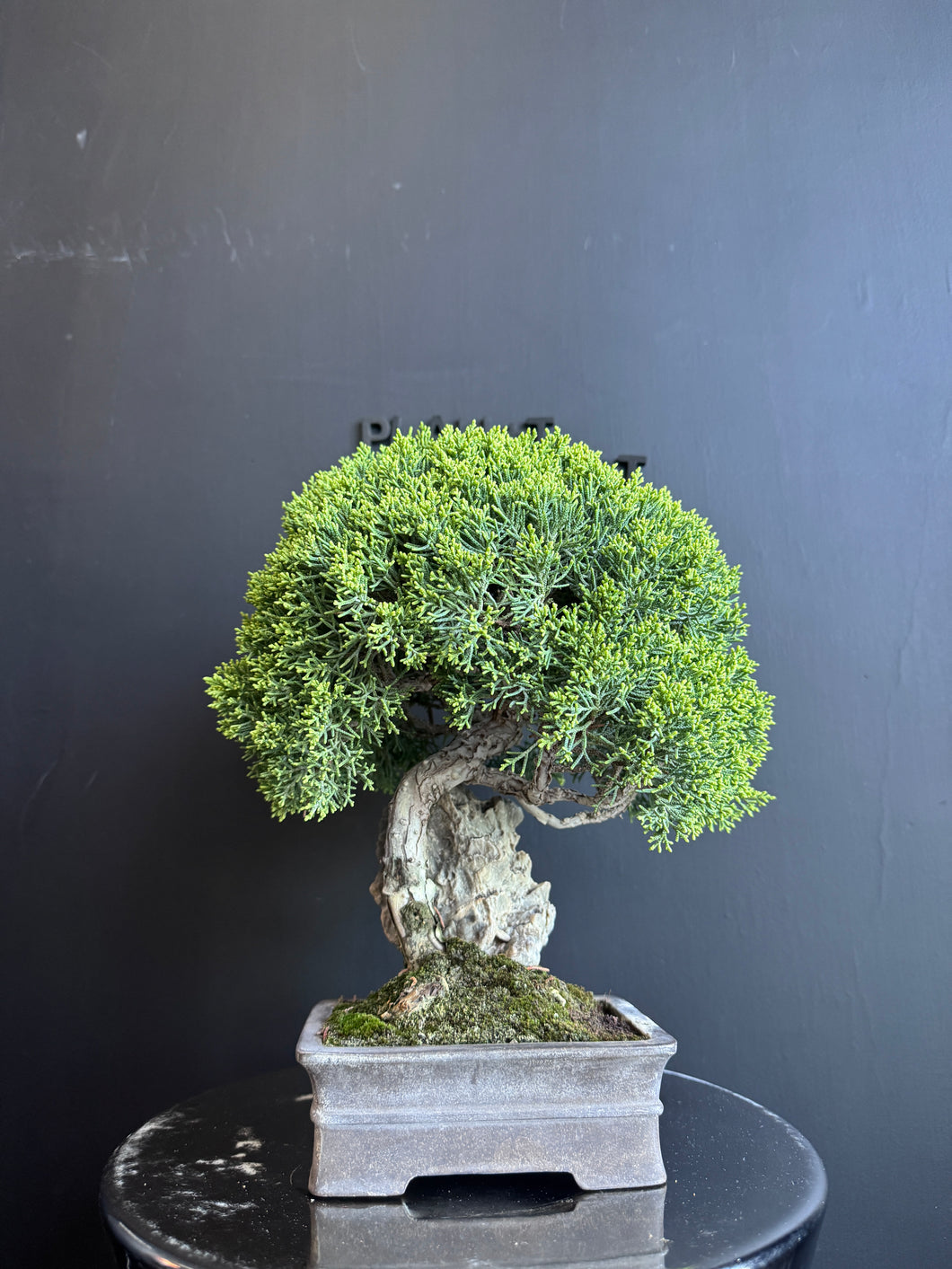 日本🇯🇵四國真柏 附石 Shikoku Shimpaku Juniper (附上影片)