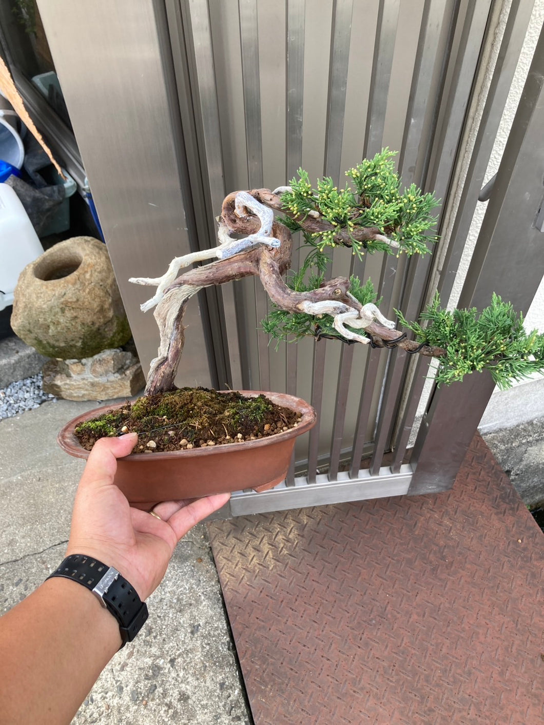 預購日本🇯🇵糸魚川真柏 Japanese Itoigawa Shimpaku (附上影片)