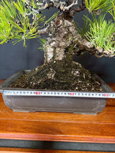 將圖片載入圖庫檢視器 預購日本🇯🇵山採黑松 Yamadori Black Pine
