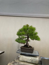 將圖片載入圖庫檢視器 預購日本🇯🇵山採黑松 Yamadori Black Pine (附上影片)

