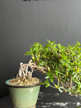 Loading images into the library viewer Japan🇯🇵Satsuki Azalea Rhododendron (Video Attached)
