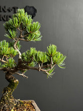 Load an image into the library viewer Japan🇯🇵Japanese White Pine (video included)
