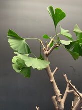 Load image into Gallery viewer, 日本🇯🇵銀杏Ginkgo biloba (附上影片)
