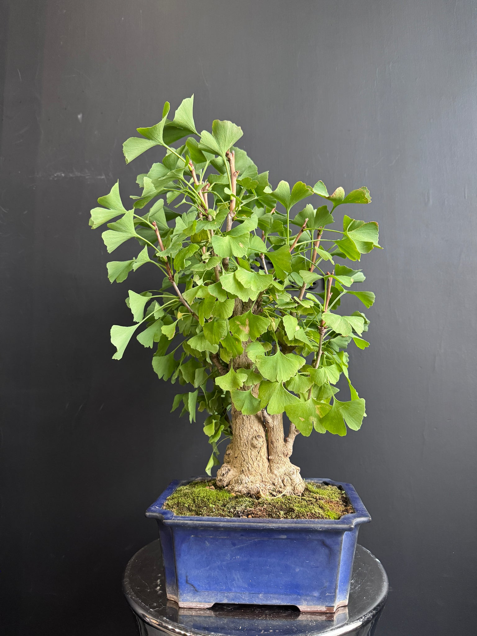 ginkgo bonsai tree for sale Japan🇯🇵Ginkgo Biloba (with video) – BONSAI PLAN+T