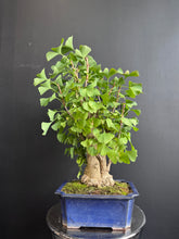 將圖片載入圖庫檢視器 日本🇯🇵銀杏Ginkgo Biloba (附上影片)
