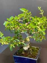 Load image into Gallery viewer, 日本🇯🇵イボタ 水蠟 Ligustrum obtusifolium
