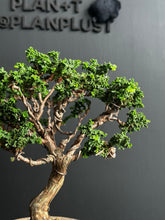 Load an image into the library viewer Japan🇯🇵Sekka Hinoki Cypress (with video)

