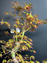 將圖片載入圖庫檢視器 日本🇯🇵楓葉 紅葉 もみじAcer palmatum (附上影片)
