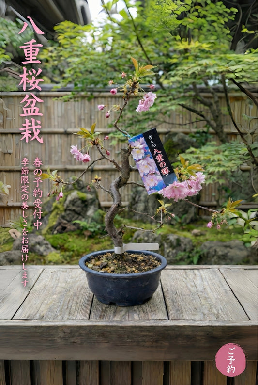 (Sold Out) Pre-order for Japan arriving in Hong Kong in March 2026🇯🇵Yae no Hui🌸 Yaezakura Sakura Japan🇯🇵Direct delivery from Osaka to Hong Kong