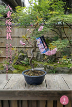 將圖片載入圖庫檢視器 2026預購賀年日本🇯🇵八重の輝き🌸 Yaezakura Sakura 日本🇯🇵大阪直送香港
