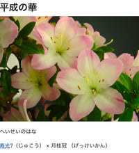 Loading images into the library viewer Pre-order Japan🇯🇵Satsuki azalea Rhododendron (video included)
