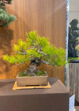 將圖片載入圖庫檢視器 預訂日本🇯🇵五葉松 Japanese White Pine(附上影片)
