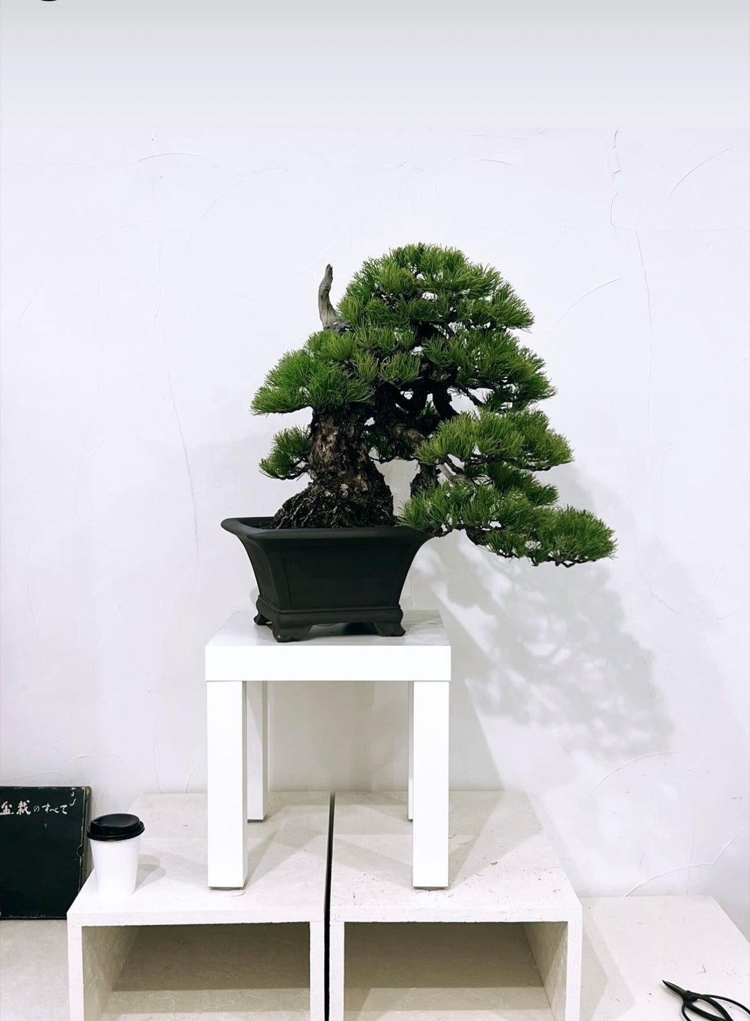 預訂日本🇯🇵五葉松 Japanese white pine(附上影片) 樹齡80年