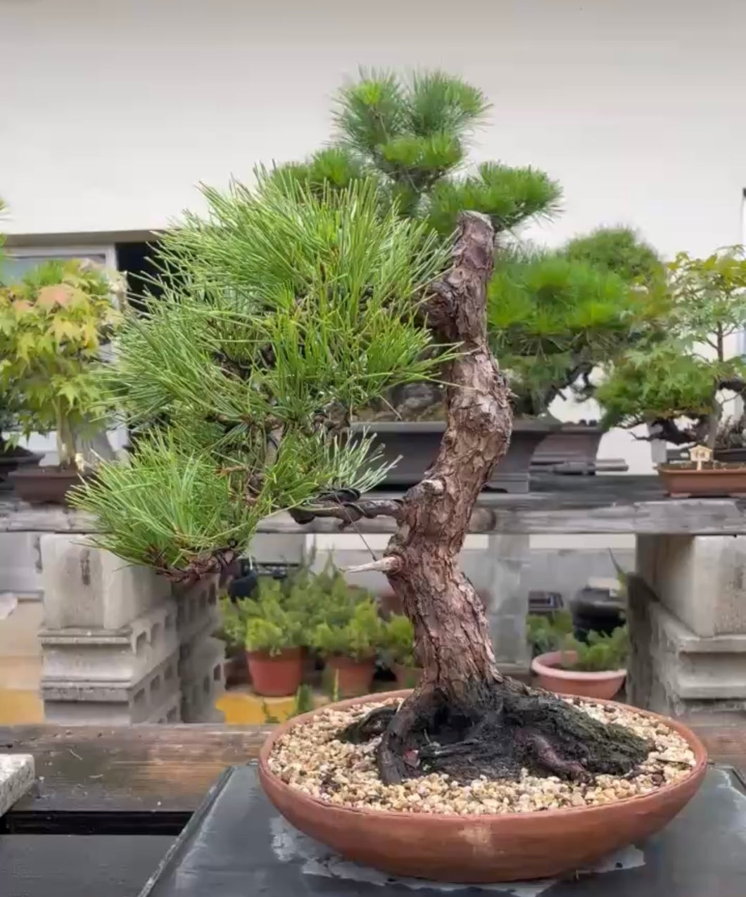 預購日本🇯🇵黑松 Black Pine (附上影片)