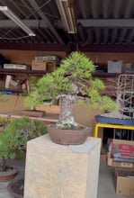 將圖片載入圖庫檢視器 預購日本🇯🇵黑松 Black Pine (附上影片)
